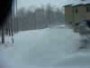 snow-bigroost.JPG (95405 bytes)